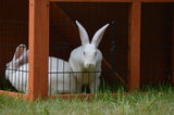 Darrahopens Pet Care > Coops & Hutches Double Storey Rabbit Hutch Guinea Pig Cage , Ferret cage W Pull Out Tray