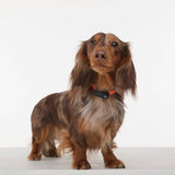 darrahopens Pet Care > Dog Supplies Tickless Mini Electronic Tick Repeller for Cats and Small Dogs