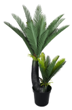 Multi Trunk Sago Cycad 130cm