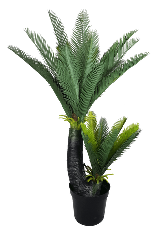 Multi Trunk Sago Cycad 130cm